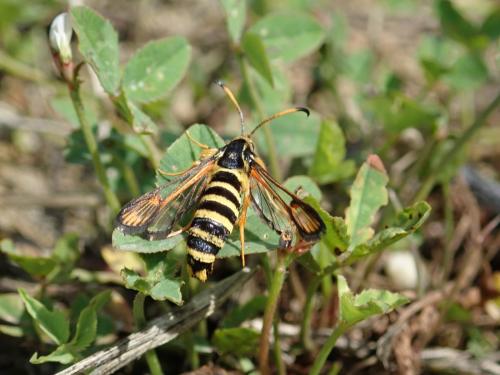 Bembecia sp.